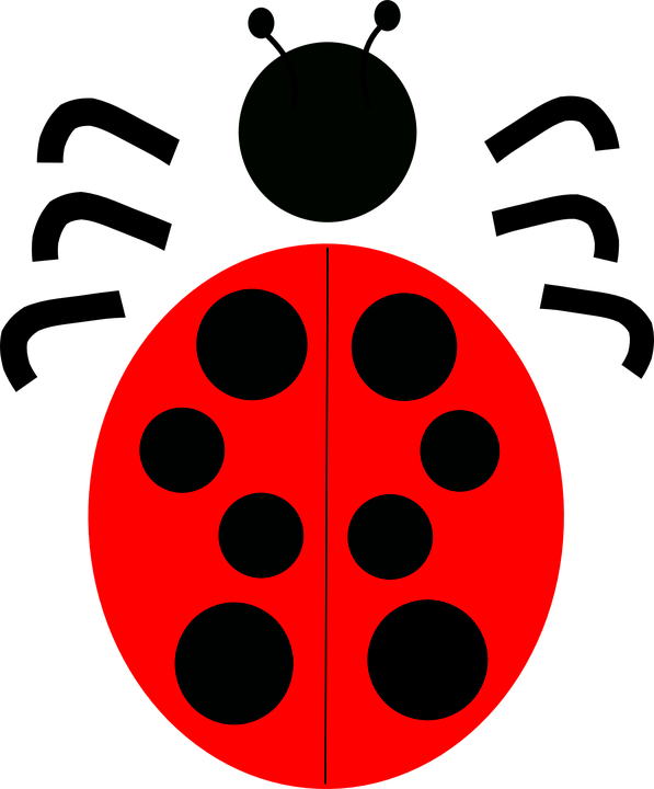 Drawn Lady Beetle June Bug - Scarabaeoidea (597x720)
