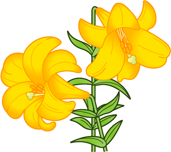 百合の花イラスト（黄色） - 6 月 花 イラスト 無料 (634x595)