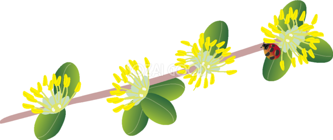 黄楊 の花とてんとう虫の無料イラスト 春3~4月63578 - Buxus Microphylla (660x278)