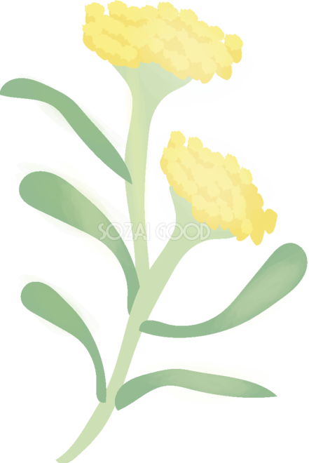 母子草 【花の無料イラスト】春(4月-5月)67025 - Arum (441x660)