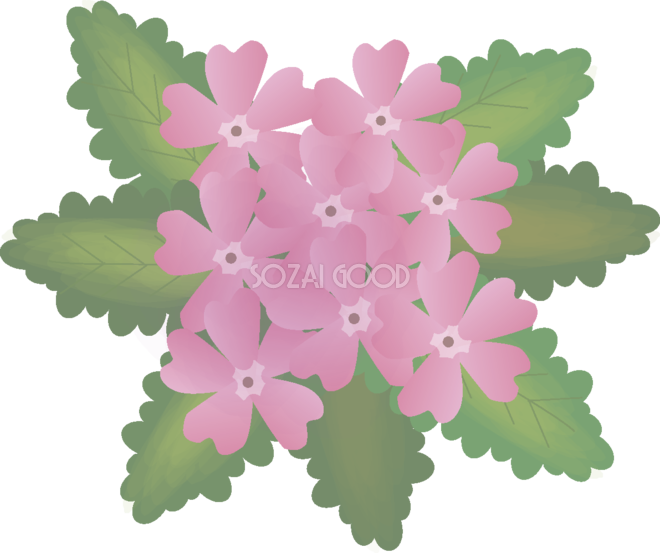 桜草 【花の無料イラスト】春(4月)66935 - Primula Sieboldii (660x553)