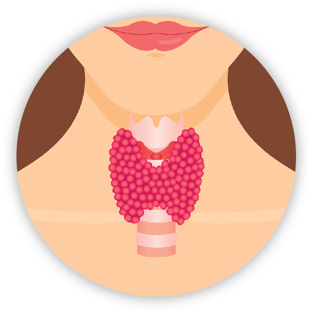 Thyroid - Thyroid Png (748x719)