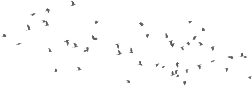 Flying Crows Group - Flock (1024x395)