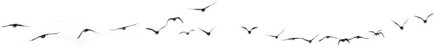 Birds 04 - Bird (900x229)