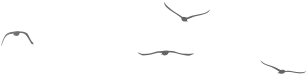 Teapot (1920x926)