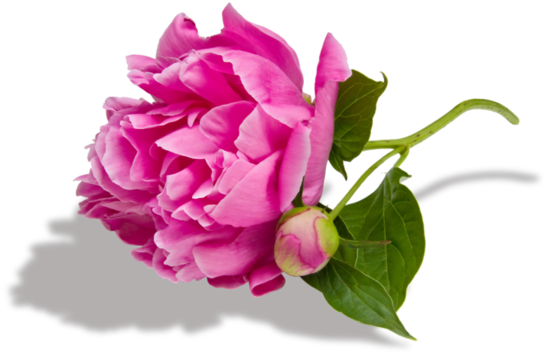 Red Peonies Peony - Flowers That Represent Love (600x417)