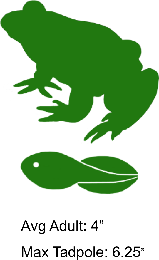 Permanent Rivers River Clipart - Toad (543x900)