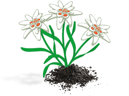 Edelweiss (441x328)