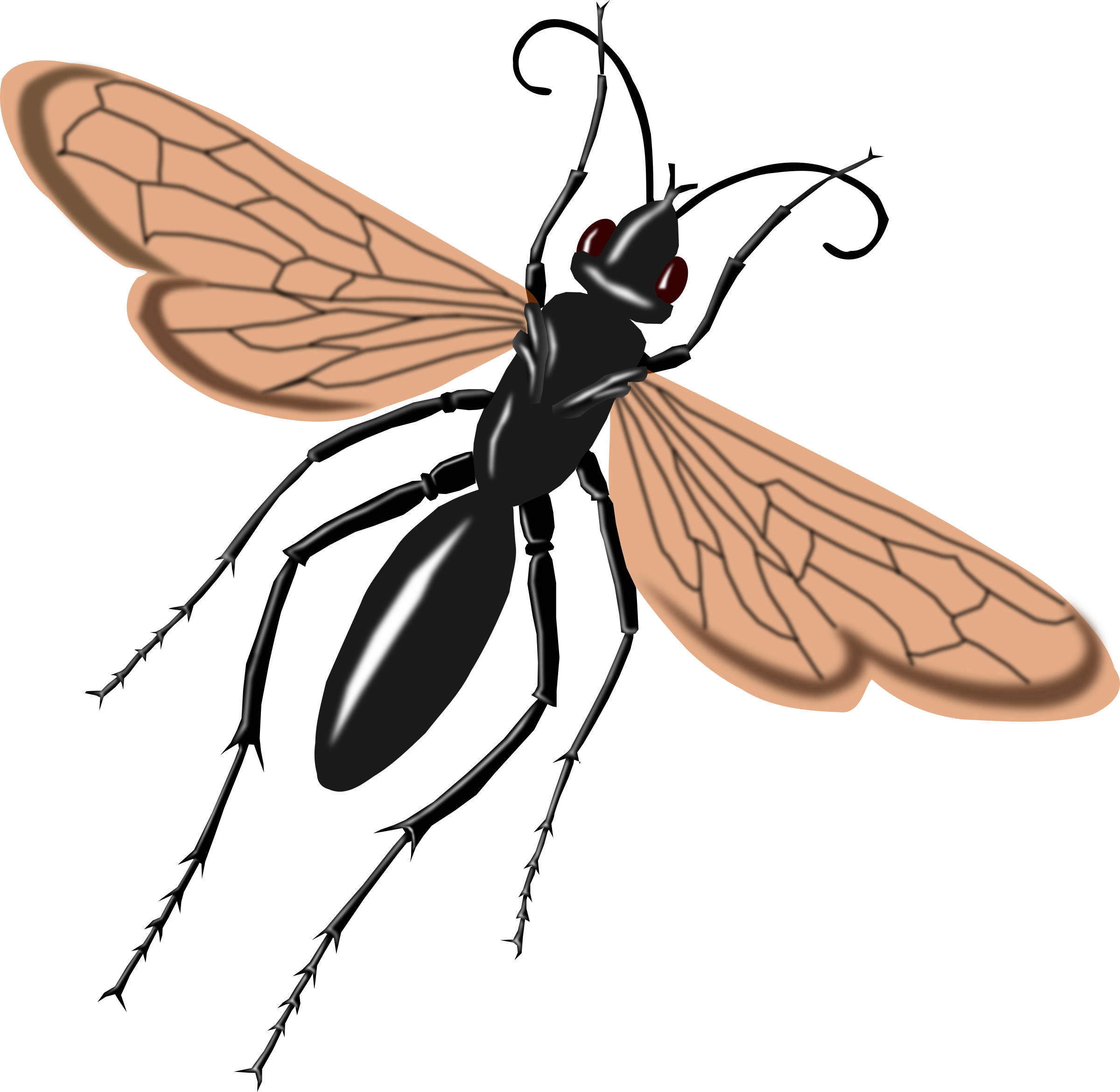 Hawk Wasp - Hawk Wasp (2400x2341)