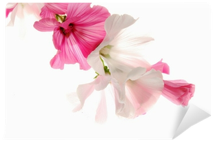 Geranium (400x400)