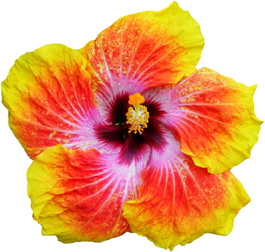Bye - Tropical Flowers (918x870)