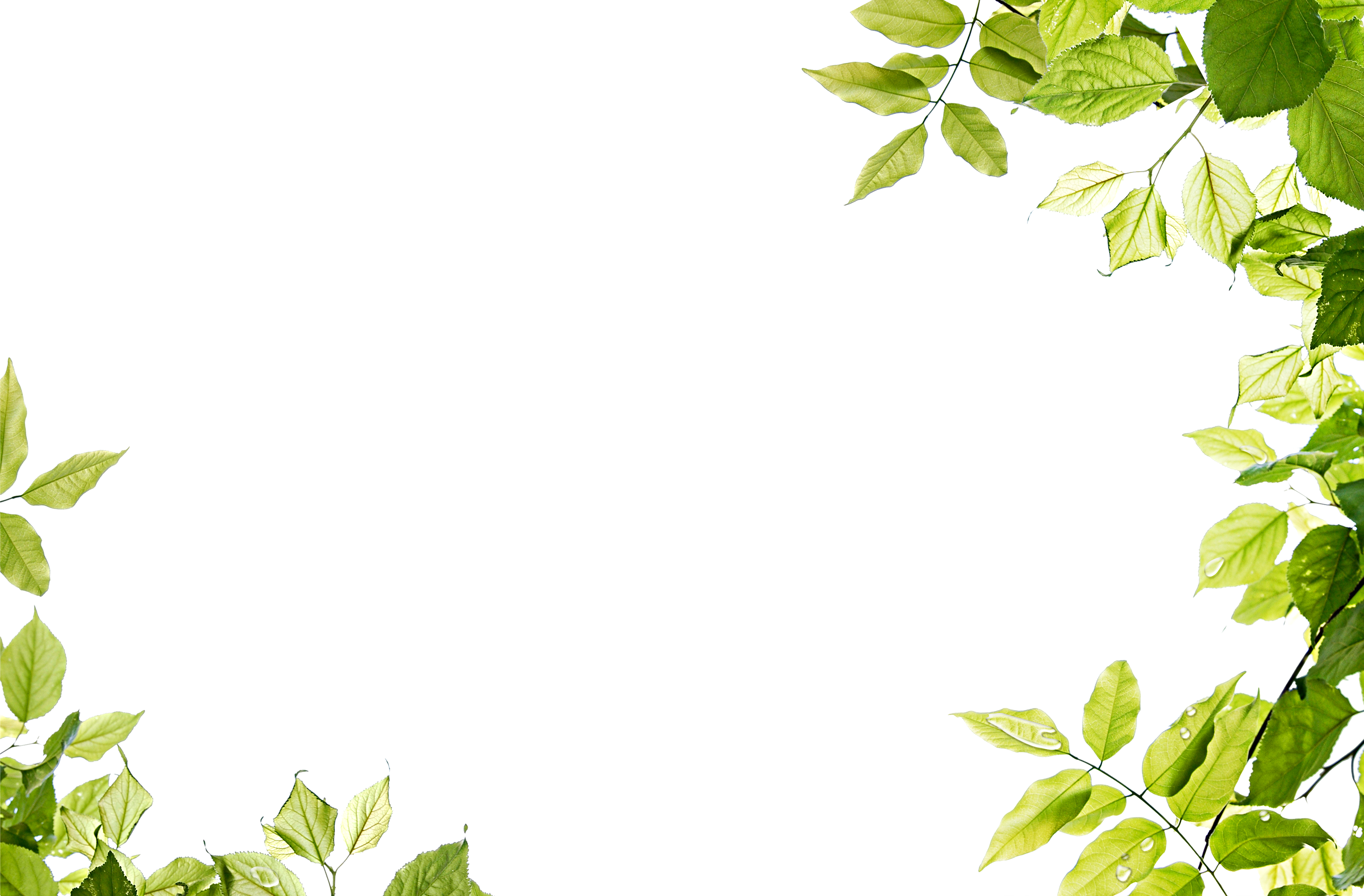 Leaf Frame Transparent Png - Leaf Frame (3500x2300)