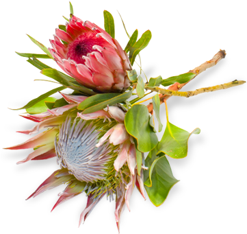Protea Flower Png (380x400)