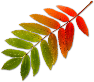 Leaf Psd Vector Graphics Vectorhq - Sorbus (400x347)