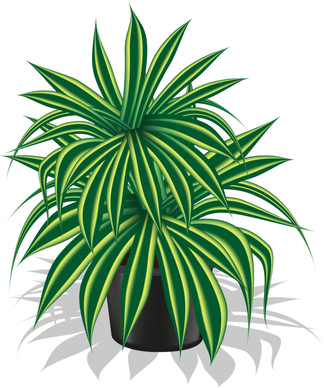 Picture 3 - - Flower (668x800)