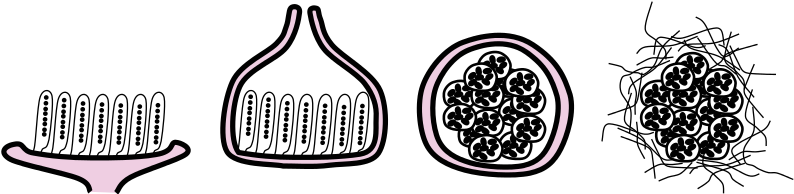 320 × 80 Pixels - Types Of Ascomata (800x200)