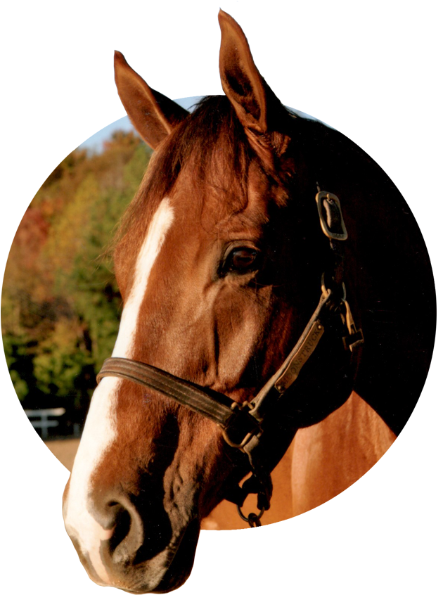 Effective For Your Animals & Pets Including - Horse (900x900)