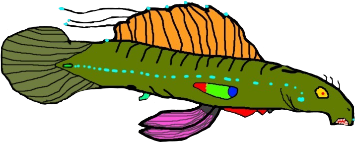 Horse Head Eel - Illustration (800x600)