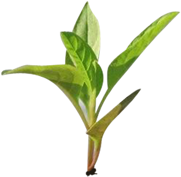 Plant - Indira's Objective Agricultural Extension : Mcqs For (500x500)