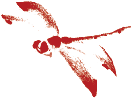 Shop - Tombo Dragonfly (428x317)