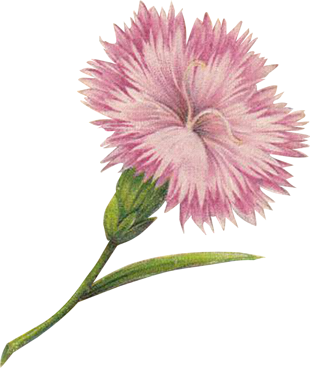 Meinlilapark Digital Freebies - Carnation (1067x1265)