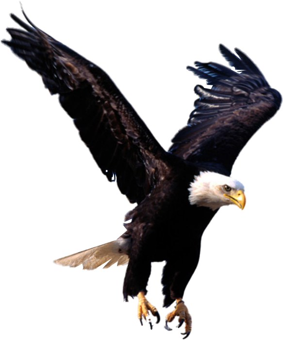 Eagle Clipart No Backround - William Marrion Branham Eagle (1024x768)