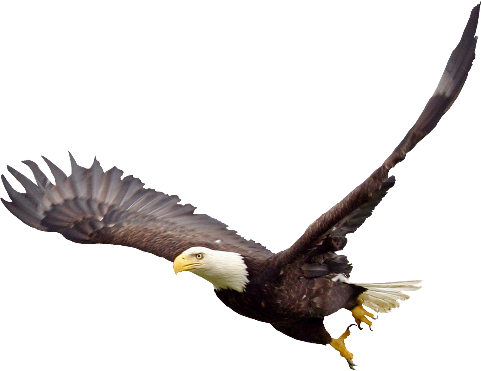 Bald Eagle Png Image - Soaring Eagle Transparent (1600x1600)