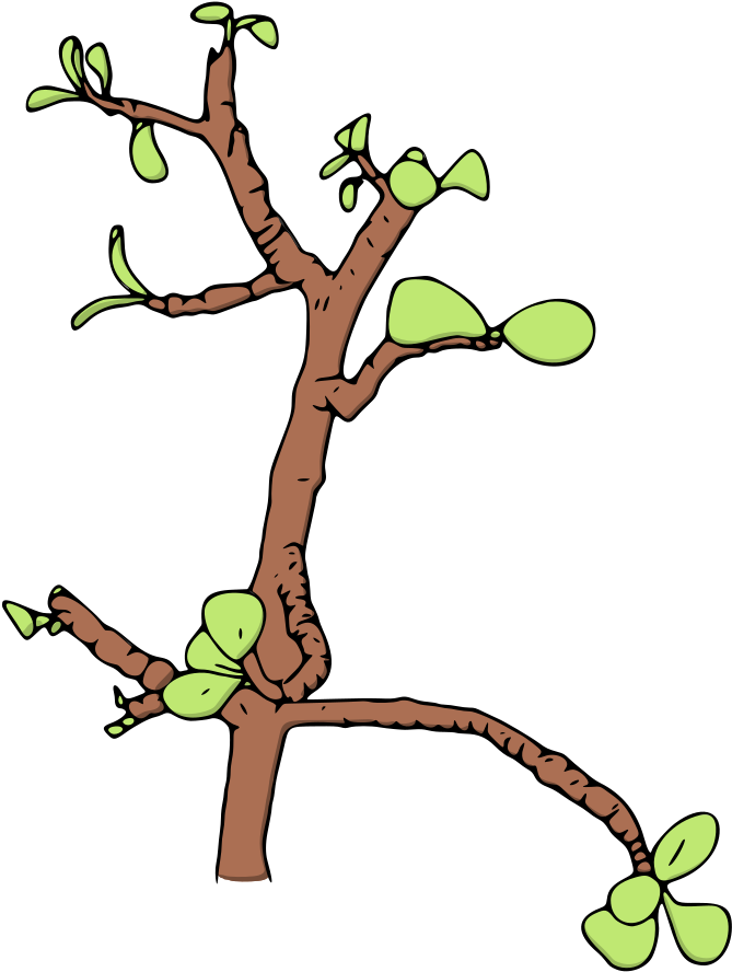 Jade Money Tree - Jade Plant (938x1000)
