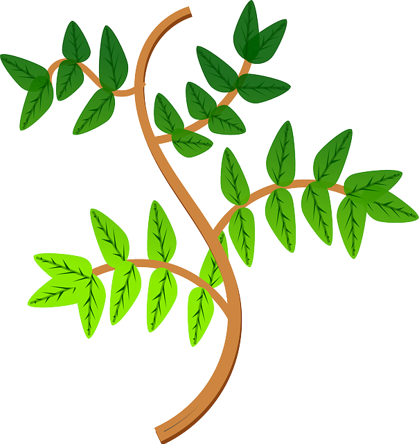 Ramas De Una Planta (605x640)