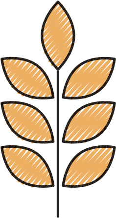 Wheat Or Barley Ears - Illustration (550x550)