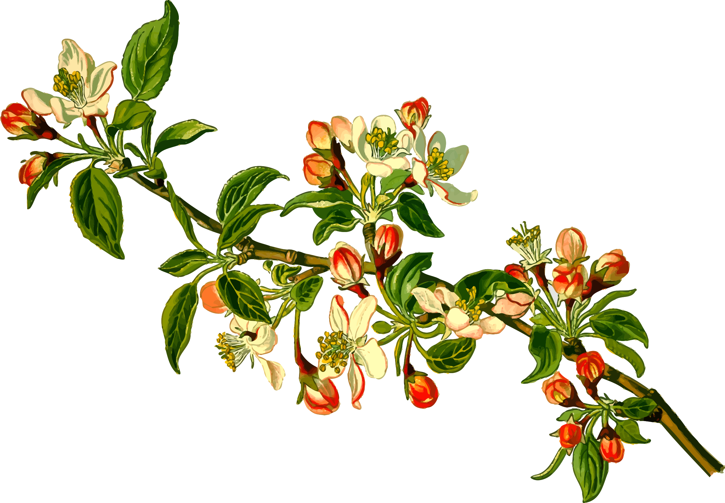 Big Image - Apple Tree Png (2400x1665)
