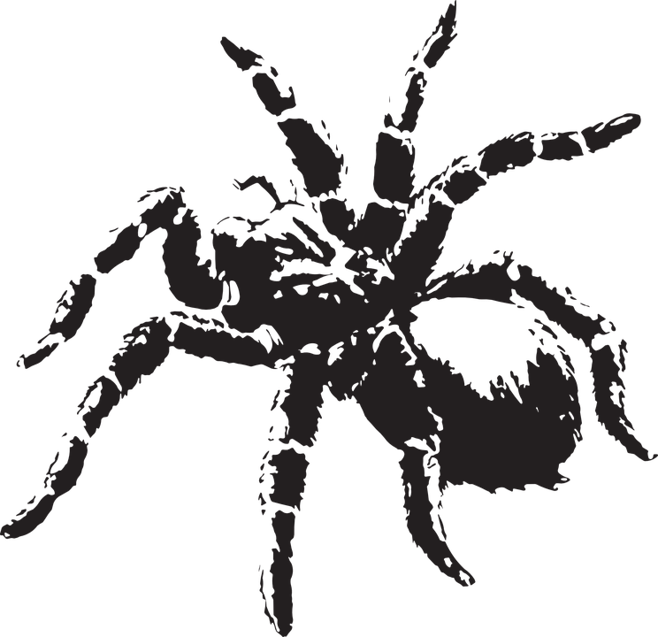 Spooky Tree Cliparts 20, - Tarantula Vector (744x720)