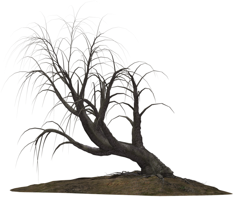 Creepy Tree 21 By Wolverine041269 On Clipart Library - Creepy Trees Png (1024x639)