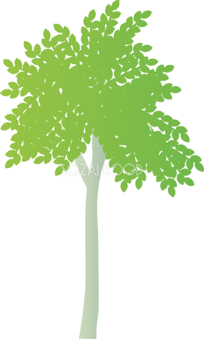 おしゃれな木 イスノキ無料イラスト81483 - Maidenhair Tree (398x660)
