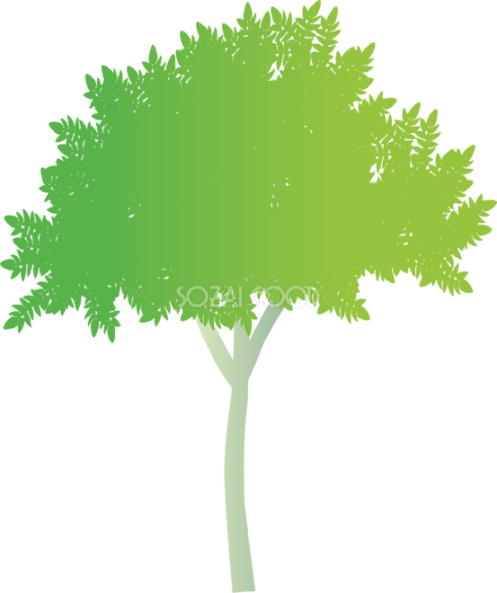 おしゃれな木 キハダ無料イラスト81484 - Larch (553x660)