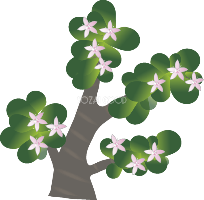 金のなる木の花無料イラスト 冬12~4月63599 - Illustration (660x648)