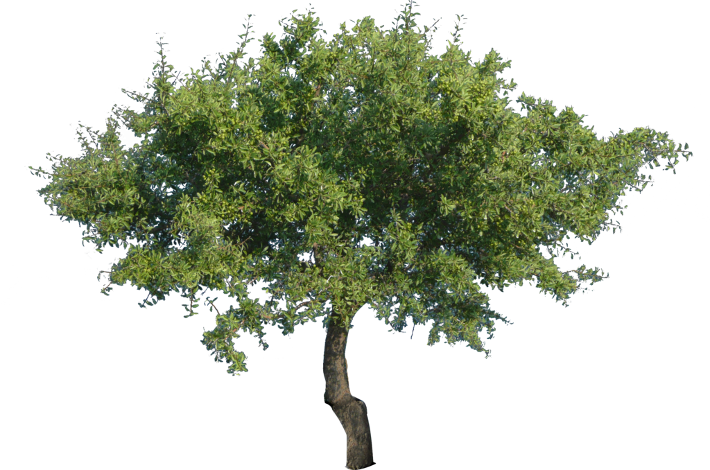 Tree 2 By Bupaje - Tree Png (1024x678)