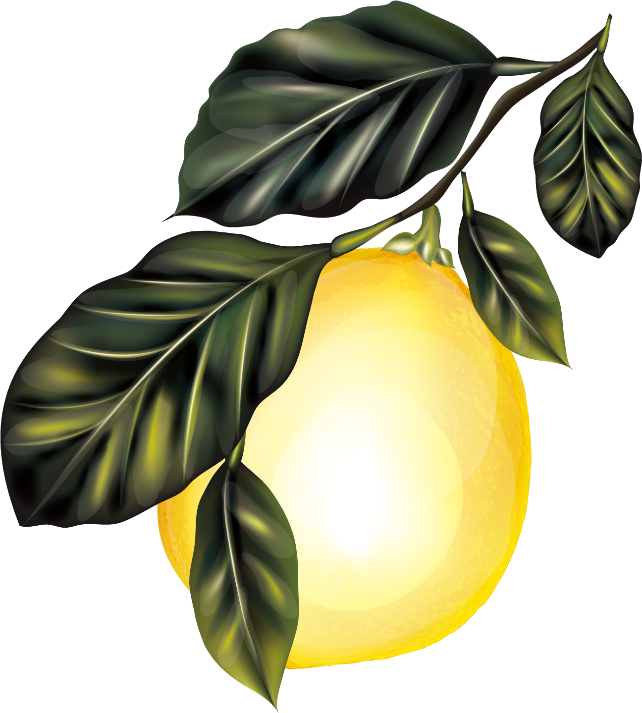 Lemon Branch Fruit Tree - Lemon Branch Fruit Tree (1600x1600)
