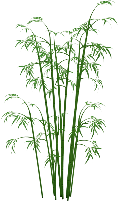 Bamboo - Bamboo Png (481x800)