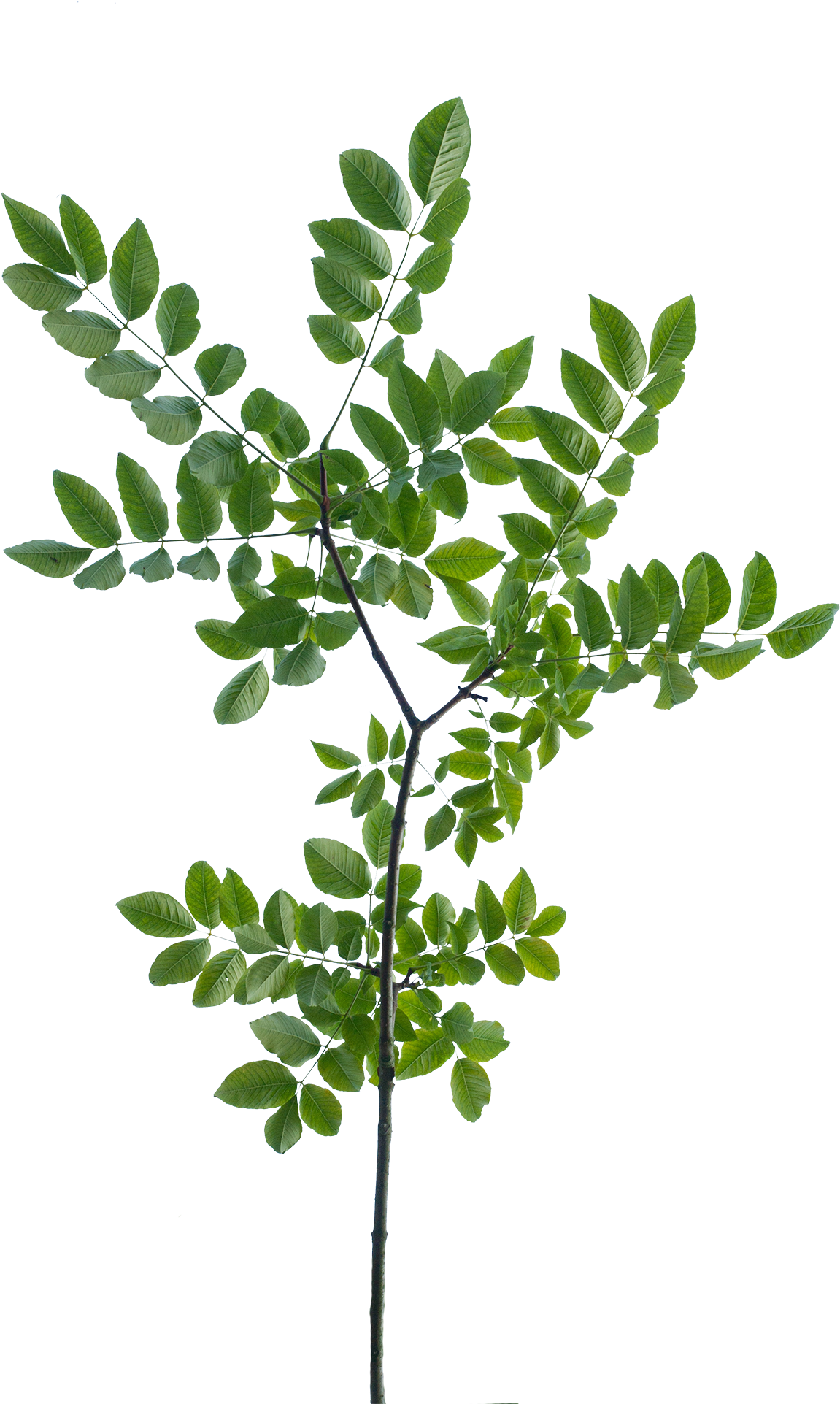 Pine Tree Branch Vector - Tree Branch Texture Png (1296x1944)