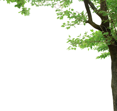 Tree Branch Vector Png Tree Corner Psd, Vector Files - Jimei H146g Isweet Wireless Weather Station Clock Indoor/outdoor (400x381)