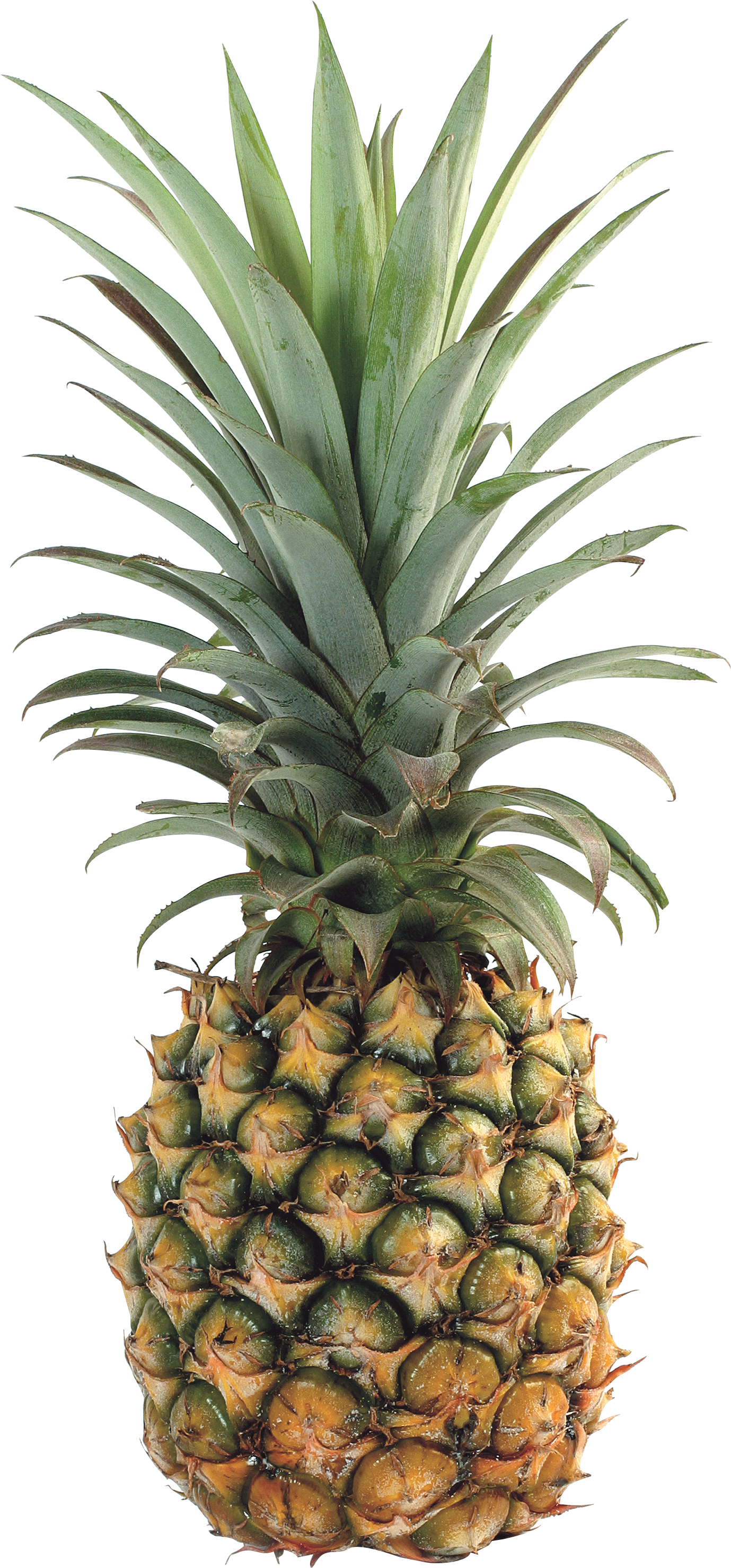   Pineapple Clipart (1379x2957)