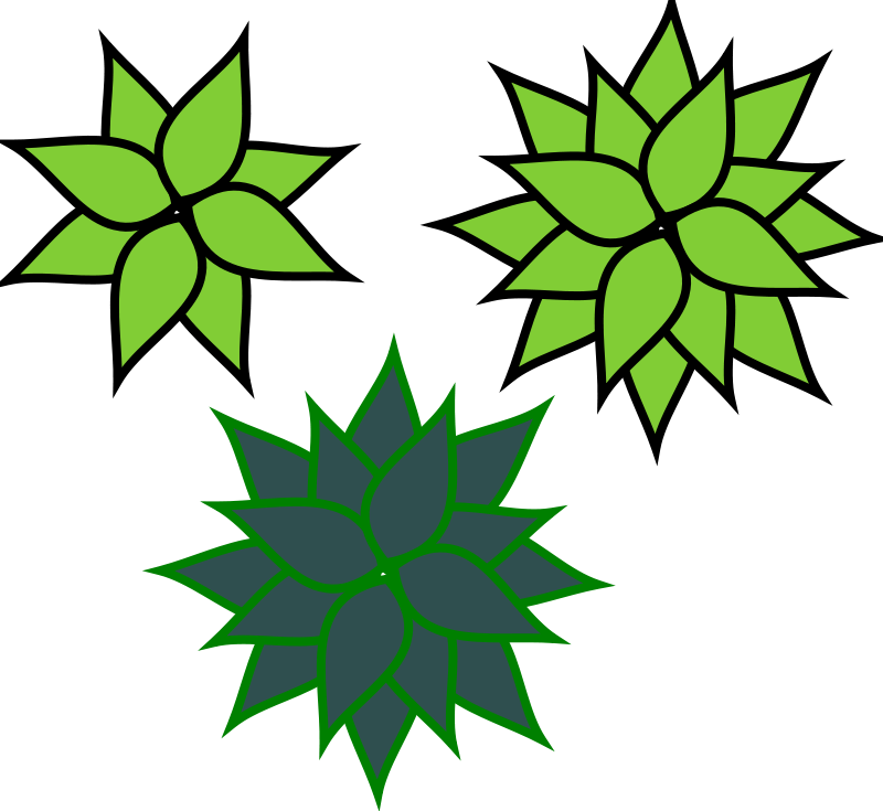 Agave Clip Art (800x735)