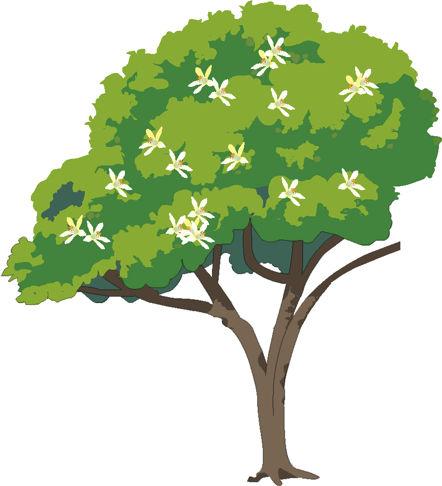Arbre Fleurs - Swamp Maple (1000x1000)