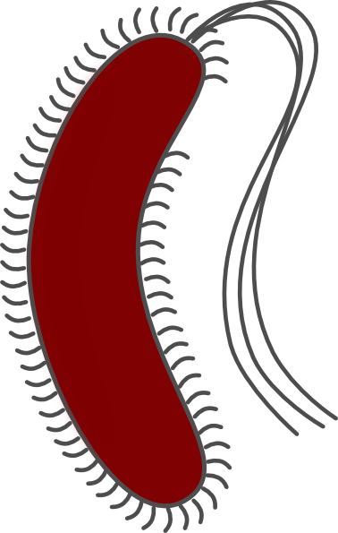 Bacteria Clipart (378x595)