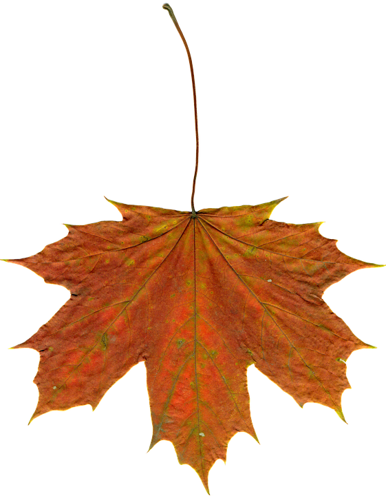 Maple Leaf Clipart 24, - Leaf (561x720)