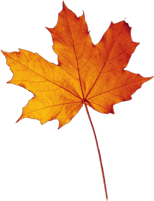 Maple Leaf - Осенний Лист Рисунок (323x415)
