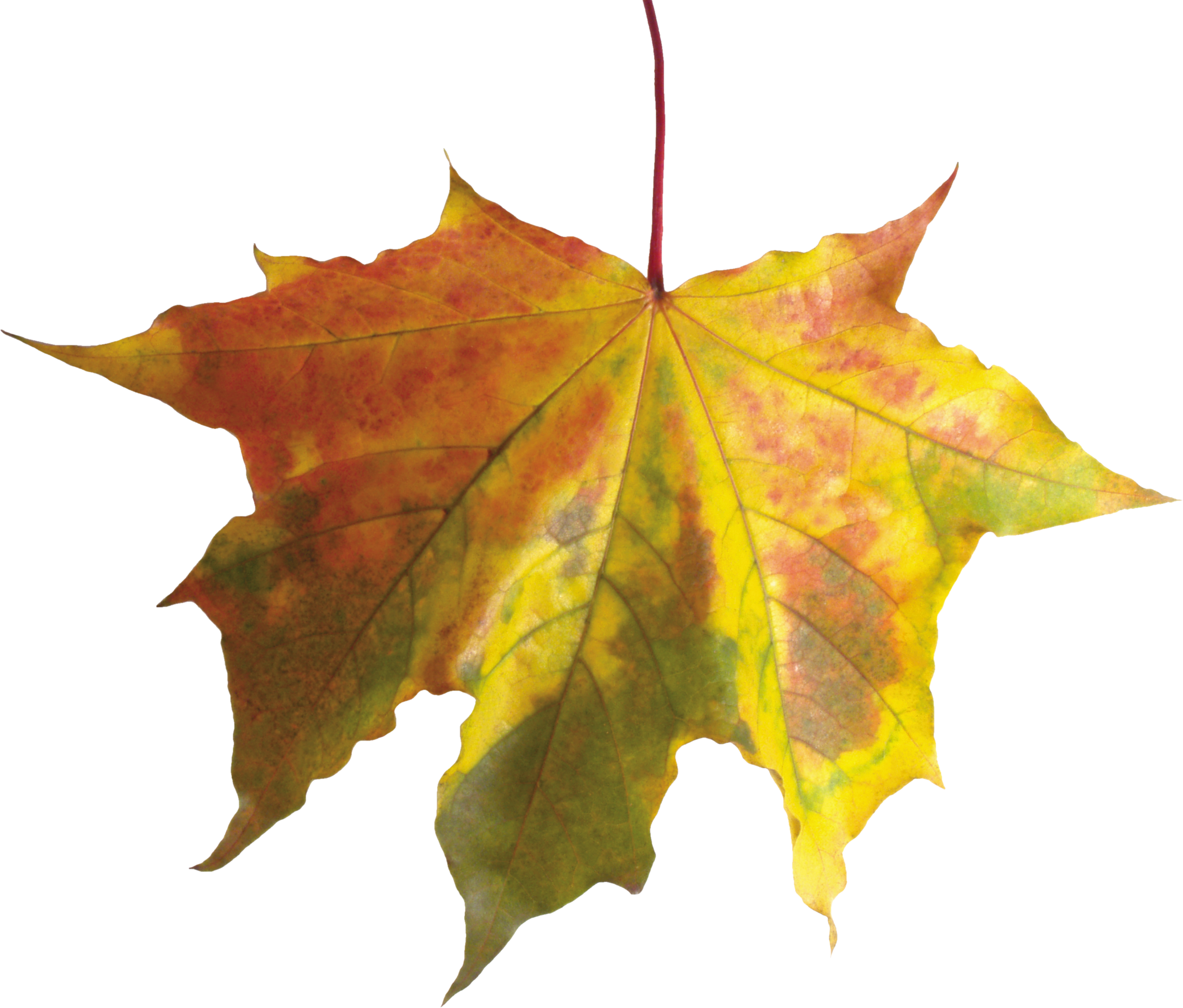 Autumn Leaf - Autumn Leaf (2766x2356)