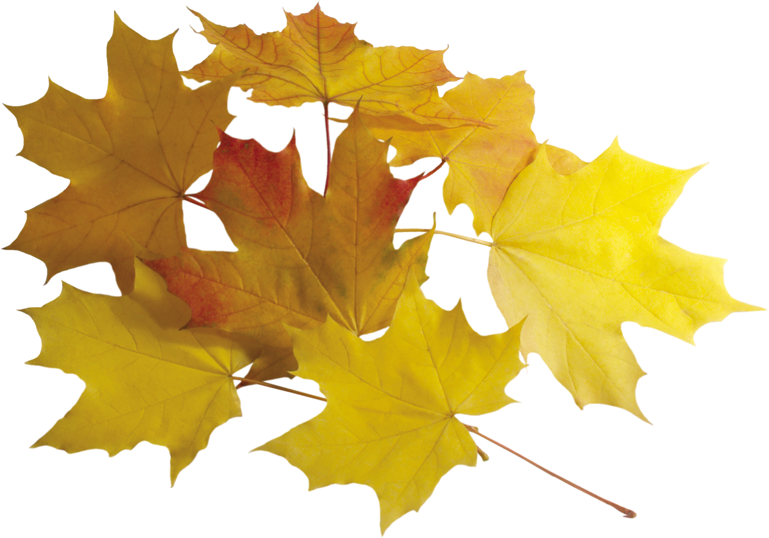 Клен Png (2952x2066)