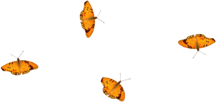 Feuilles - Brush-footed Butterfly (600x438)